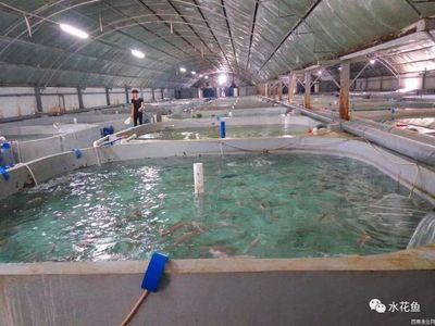 工廠化養(yǎng)魚 美好藍圖下的現(xiàn)實挑戰(zhàn)與節(jié)能技術(shù)推廣之困